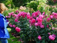 Summer Vacation 2018-106  Roses, up close and personal